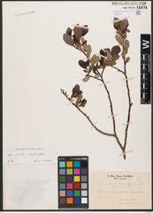 Foto von Salix aurita L. x Salix phylicifolia L.